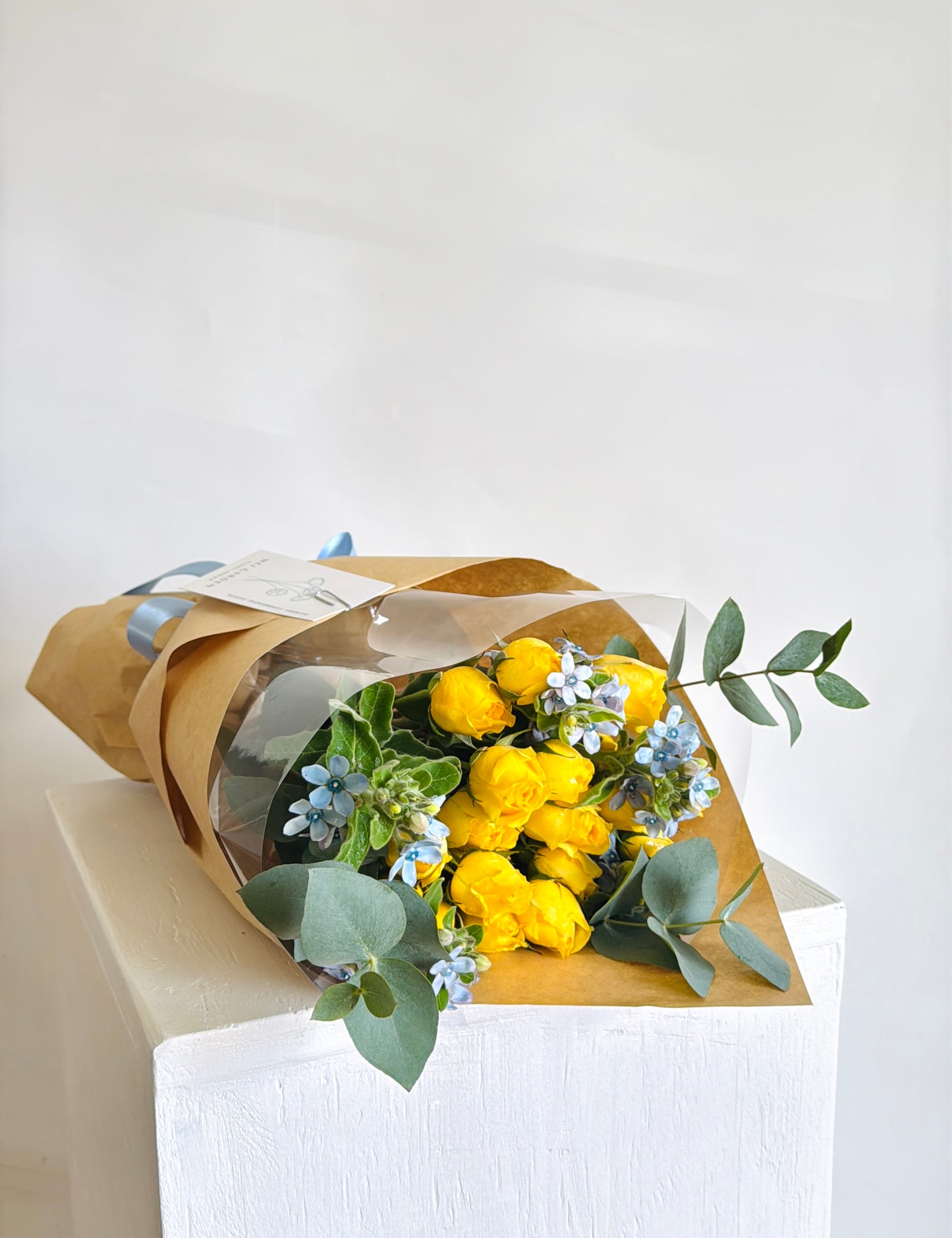 Tweedia Blue